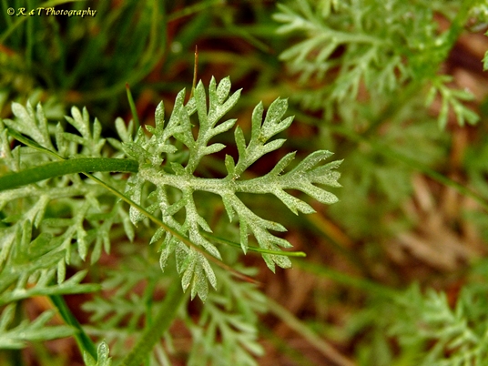 {Tanacetum cinerariifolium}